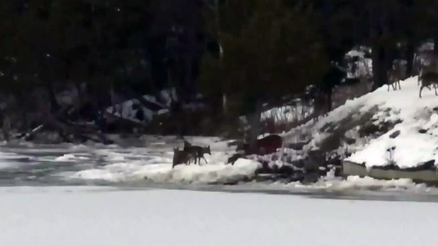 Thin ice on Miramichi River puts deer at risk of death or injury - CTV News