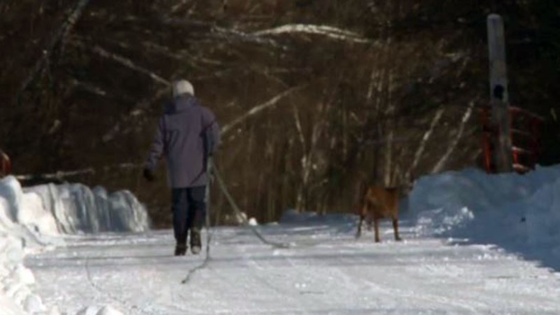 Oromocto residents warned about coyotes at popular park - CTV News