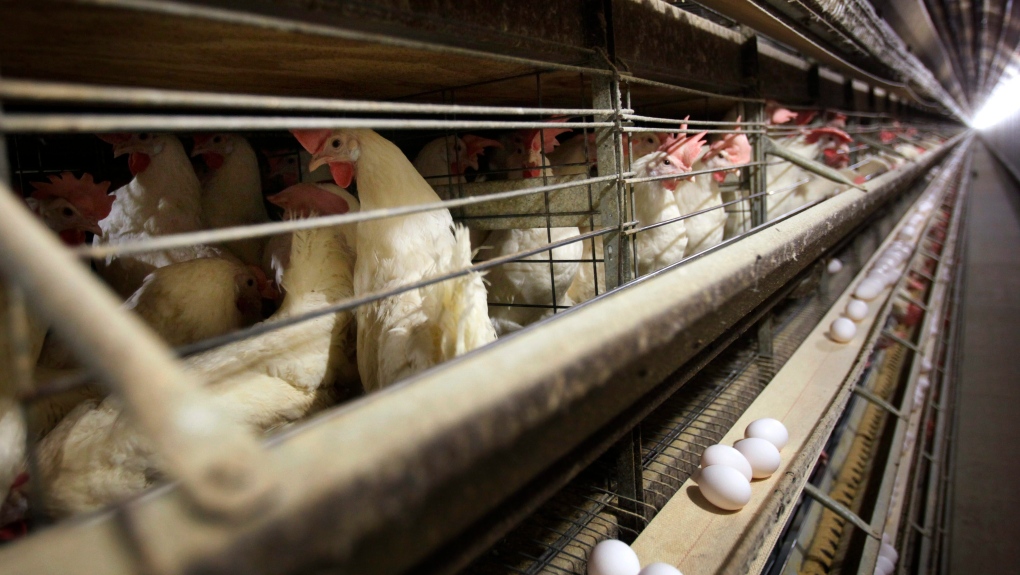 In this Nov. 16, 2009 file photo, chickens stand in their cages at a farm near Stuart, Iowa. (AP Photo/Charlie Neibergall, File)