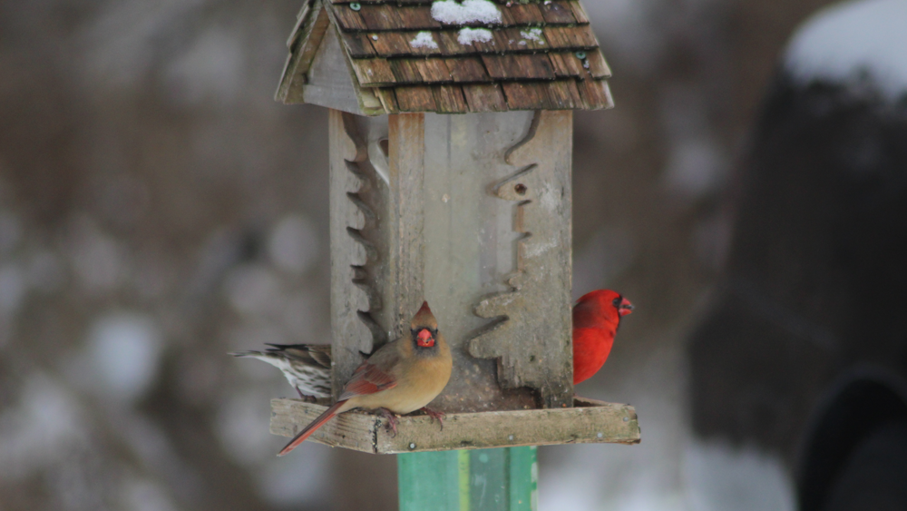 Backyard bird watch