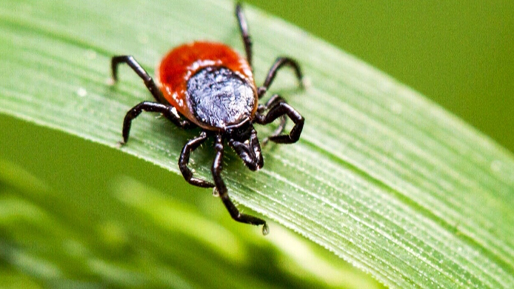 A deer tick that can transmit Lyme disease is shown in this file photo.