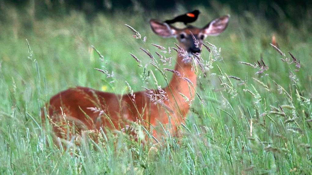 A red-winged blackbird perches atop a white-tailed deer in the tall grass of a farm field, Wednesday, June 22, 2016, in Turner, Maine. THE CANADIAN PRESS/AP Photo/Robert F. Bukaty