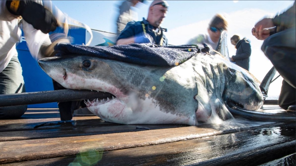 One of four sharks tagged by Ocearch off West Ironbound Island just south of Lunenburg, N.S. (OCEARCH/R. SNOW)