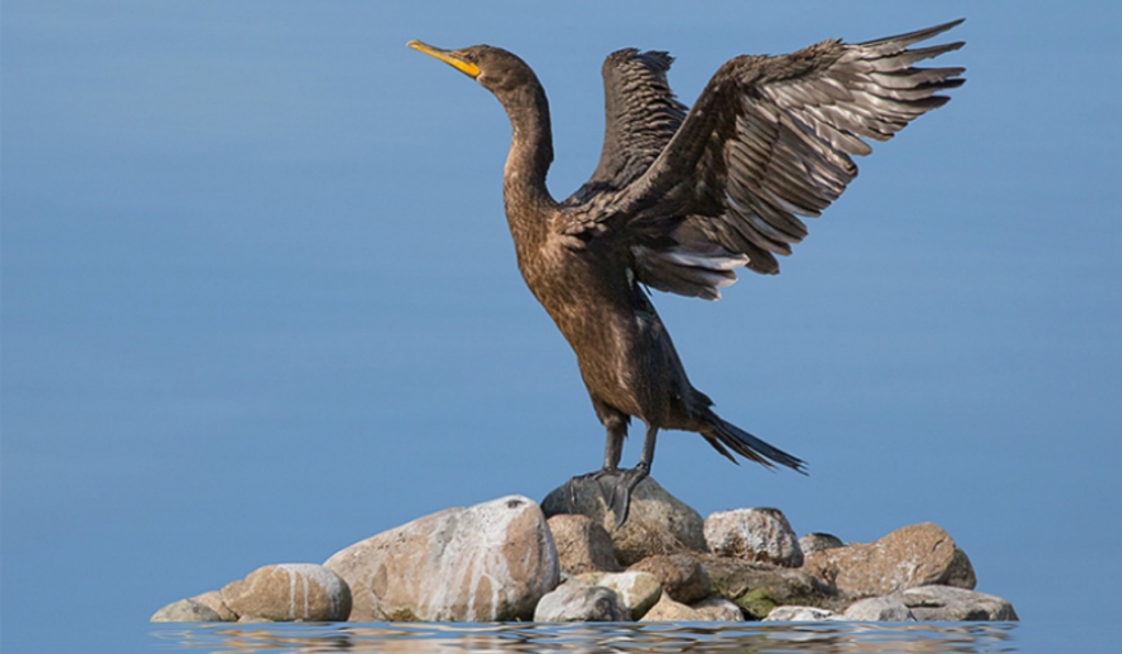 Animal protection activists argue the cormorant cull endangers the bird species, while advocates dismiss such concerns as exaggerated and say the birds eat up to a pound of fish a day and cause other damage. (File)