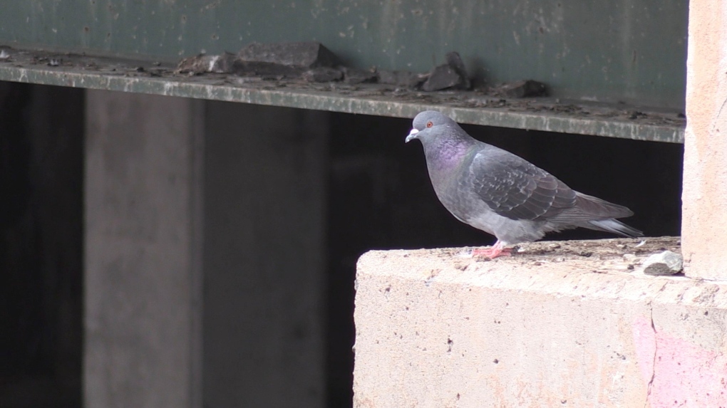 protection against pigeon poop - Pigeon Patrol Canada - Bird Control  Products & Services