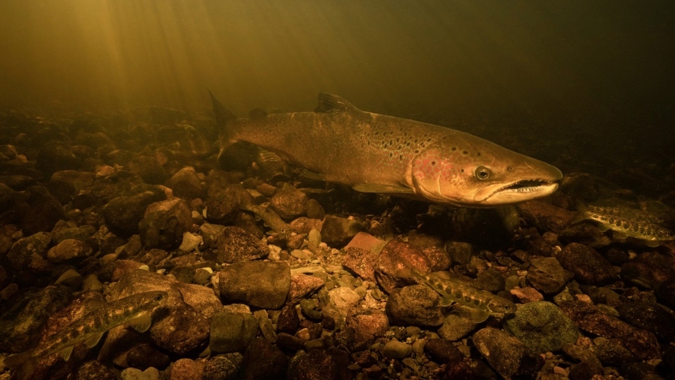 A large Atlantic salmon is shown in Nova Scotia's St. Mary's River in this undated handout photo. (THE CANADIAN PRESS/HO - ATLANTIC SALMON FEDERATION, Nick Hawkins & Tom Cheney)