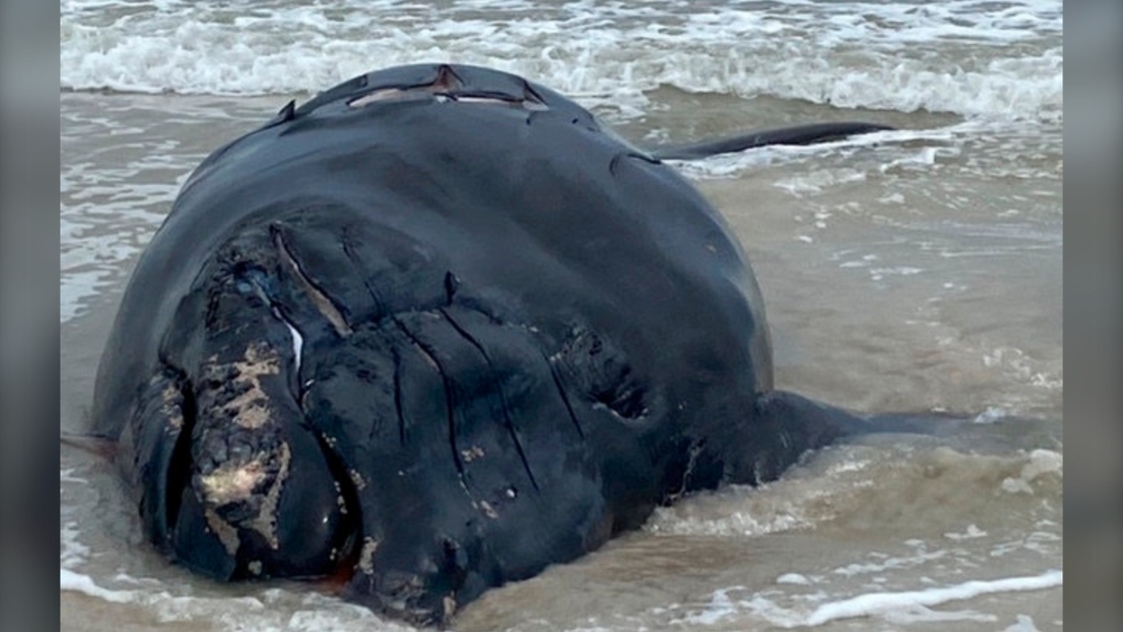 This photo provided by Anastasia State Park shows a baby whale that washed ashore at Anastasia State Park near St. Augustine, Fla., Saturday, Feb. 13, 2021. The plight of endangered right whales took another sad turn Saturday, when a baby whale, possibly two months old, washed ashore on a Florida beach with telltale signs of being struck by a boat. (Anastasia State Park via AP) 