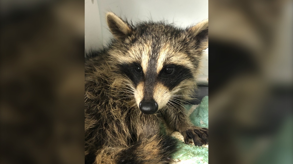 Hope For Wildlife Warns About Unsecured Green Bins For Raccoons CTV News   Racoon 1 6116065 1666200549453 