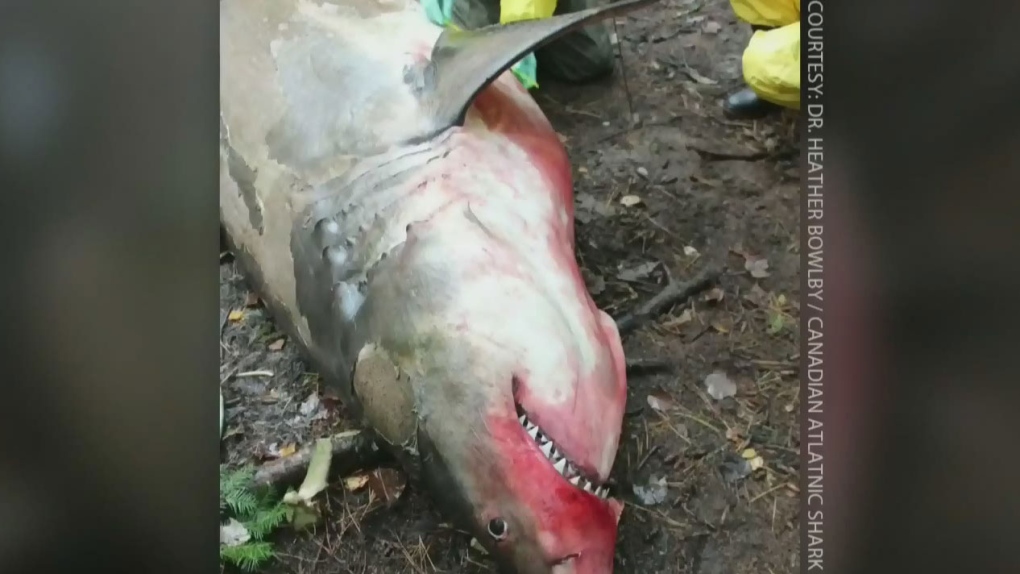 Great white shark stuns onlookers before washing up dead on N.S. beach -  Halifax