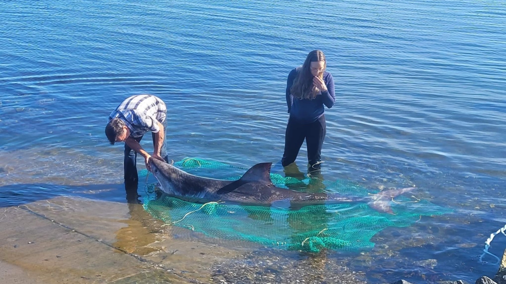 Great White Shark washes up on SC shore, autopsy performed