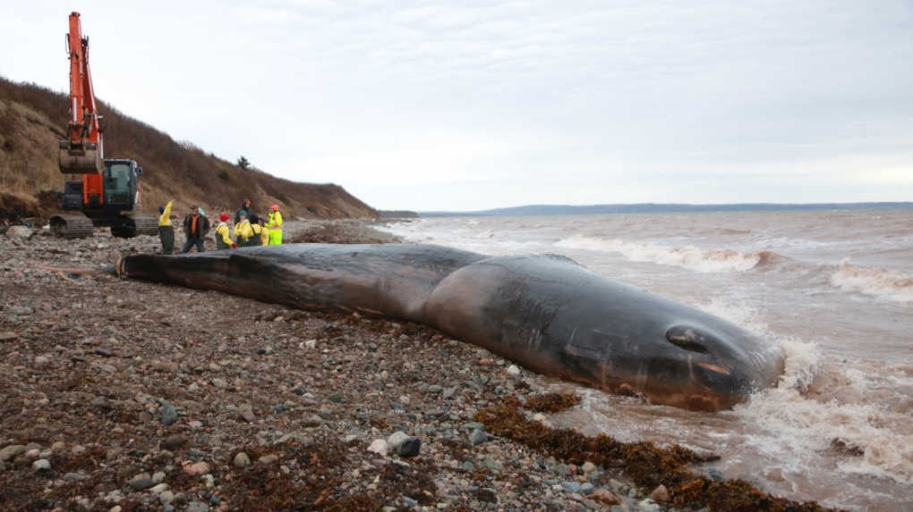 Tonya Wimmer of the Marine Animal Response Society says the 14-metre whale weighing more than 28 tonnes was spotted Nov. 4 off a rocky beach on the west side of Cape Breton. (Source: Facebook/ Marine Animal Response Society)