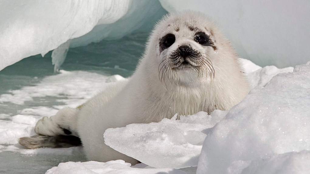 A young harp seal rests on the ice floes in the southern Gulf of St. Lawrence around Quebec's Iles de la Madeleine on Wednesday, March 25, 2009. (THE CANADIAN PRESS/Andrew Vaughan)