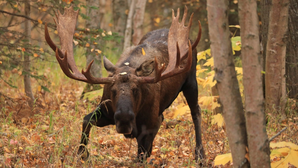 In this Oct. 2, 2018, photo taken, a mature bull moose begins to stand up in forest at Kincaid Park in Anchorage, Alaska.  (AP Photo/Dan Joling, File) 
