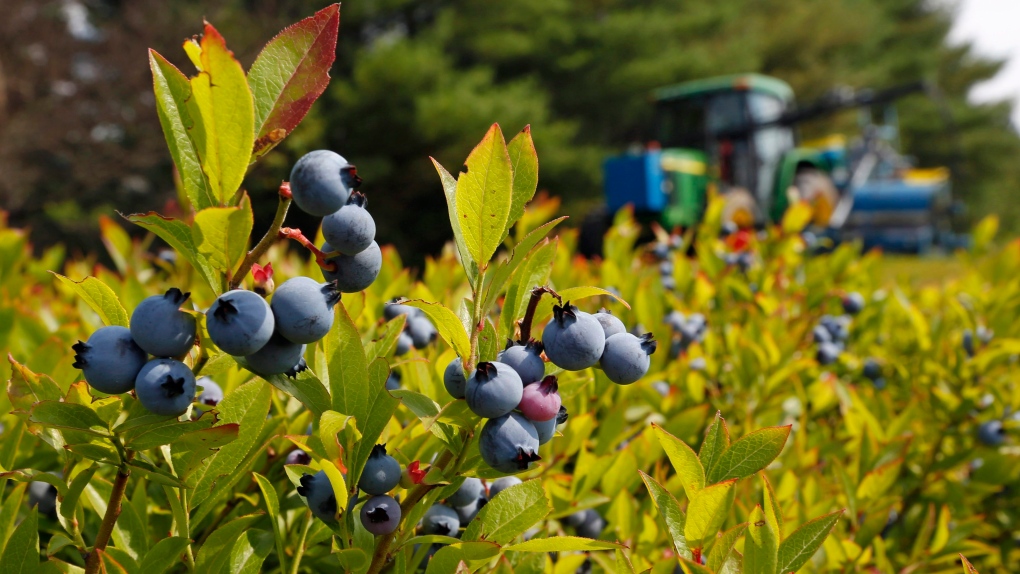 In this July 30, 2015 file photo, a blueberry harvester makes its way through a field near Appleton, Maine. (AP Photo/Robert F. Bukaty, files) 