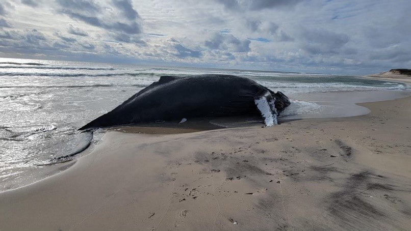 Dead whale that beached itself in Maine goes missing after storm