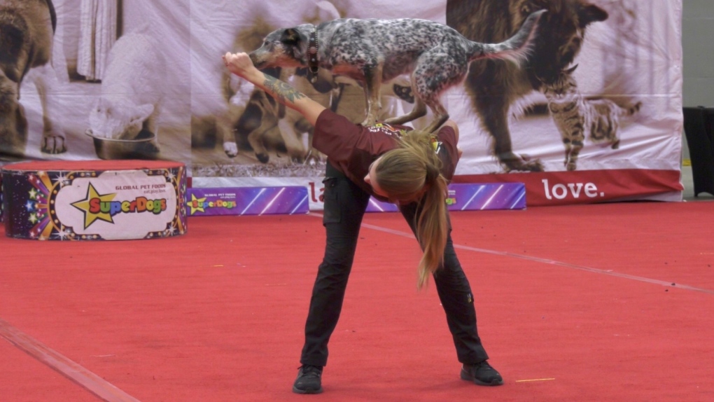 Dog show in Moncton N.B. sells out twice CTV News