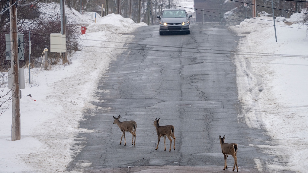Deer roam through Truro, N.S. on Friday, Jan. 14, 2022. THE CANADIAN PRESS/Andrew Vaughan