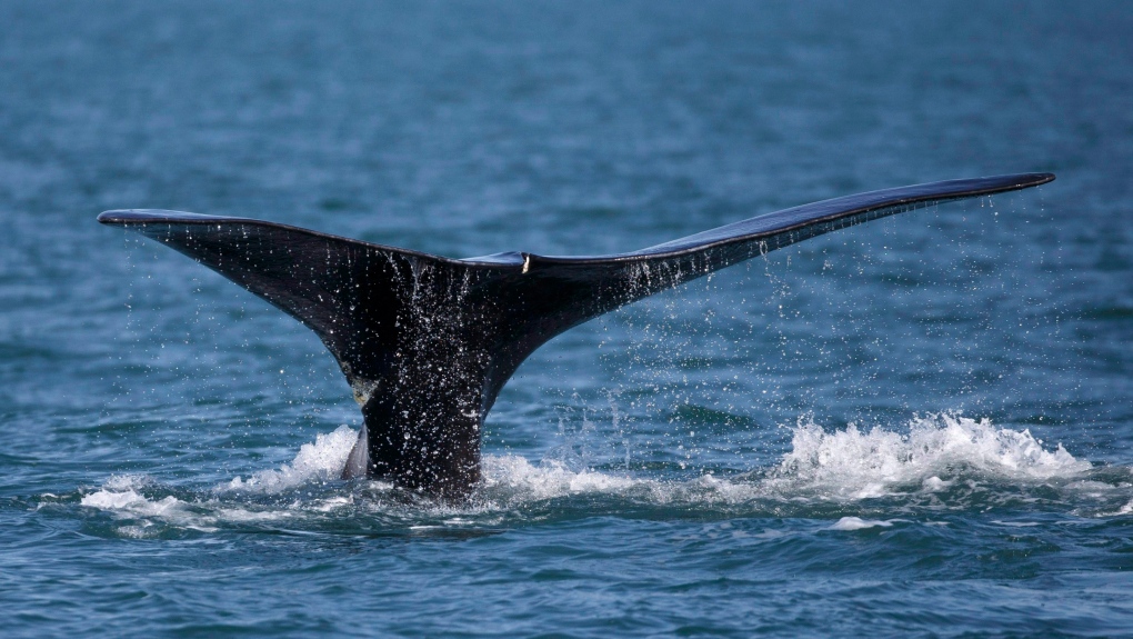 In this Wednesday March 28, 2018 photo, a North Atlantic right whale feeds on the surface of Cape Cod bay off the coast of Plymouth, Mass. THE CANADIAN PRESS/AP-Michael Dwyer 