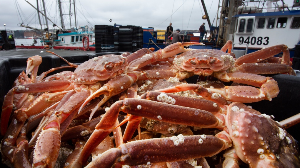 Crab landed on the dock at St. John's Harbour on Thursday, May 6, 2021. (Courtesy: THE CANADIAN PRESS/Paul Daly)