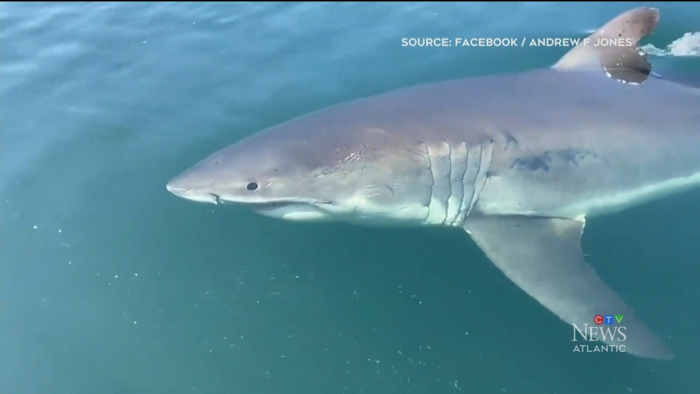 Great white sharks live off Canada's East Coast and we went on a mission to  find them