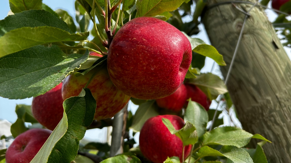 Apples at Stephen Van Meekrans 125 acre farm in Nova Scotia. (CTV/Jonathan MacInnis)