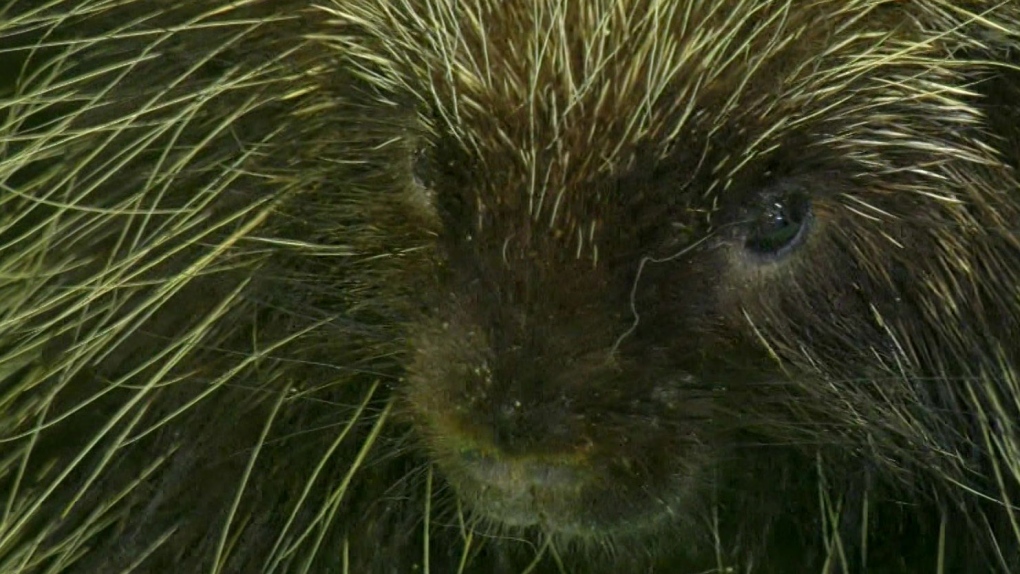 More Hope for Wildlife in Cape Breton