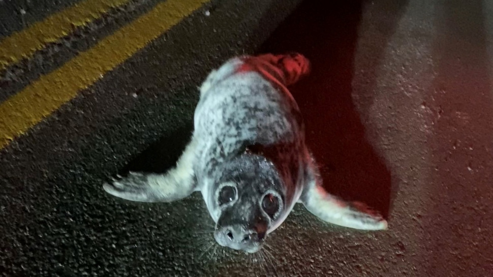 P.E.I. news: Seals saved from highways