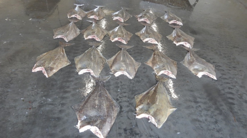 The Department of Fisheries and Oceans seized 17 undersized halibut in relation to charges for illegal possession and sale of harvested halibut in Sambro, N.S., in this photo from Dec. 14, 2021.
