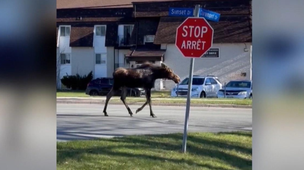 Moose spotted walking down Fredericton street