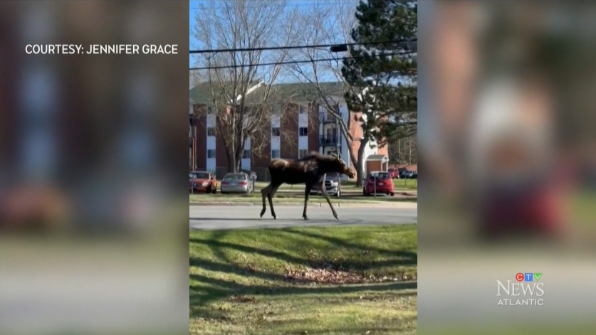 Moose spotted in Fredericton, N.B.