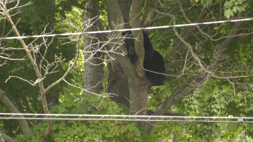 Bear removed from Dartmouth Commons