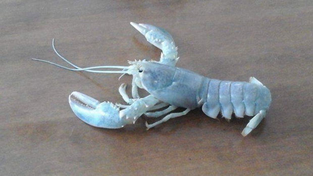 albino lobster