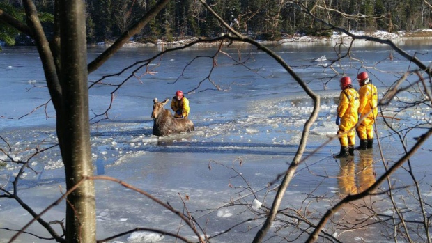 Shediac moose rescue