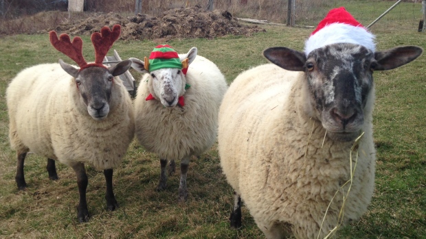 sheep celebrate Christmas