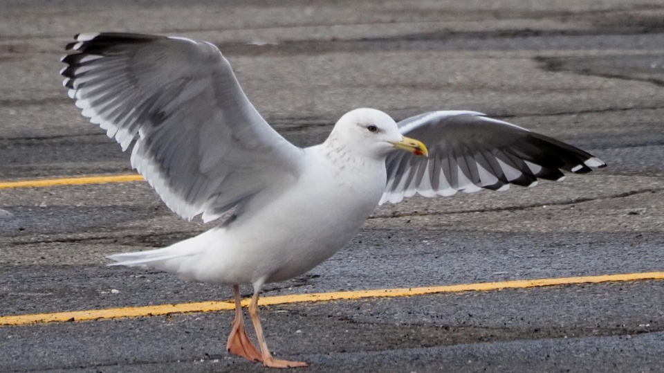 Taimyr Gull in New Glasgow parking lot